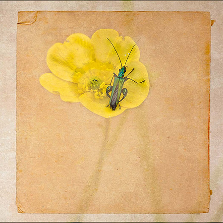 (24) P6140130-Edit FlowerBeetleTexture