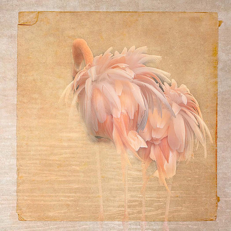 (33) Flamingoes by FN