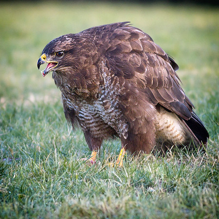 _MG_5078 Buzzard