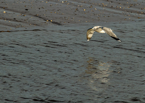_MG_5696-gull in flight