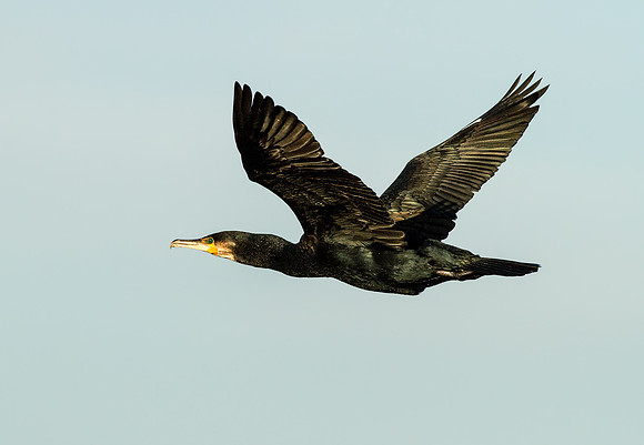 _MG_5708-Cormorant