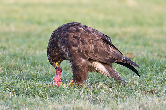 _MG_5120 Buzzard Eating