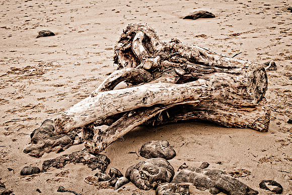 Tree Log